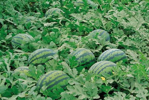 xhs免费吃瓜入口,畅享热门资讯盛宴！