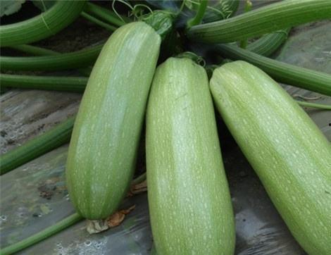 西巴吃瓜,揭秘瓜界奇闻轶事