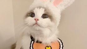 吃瓜猫抖音,揭秘网红美食背后的故事