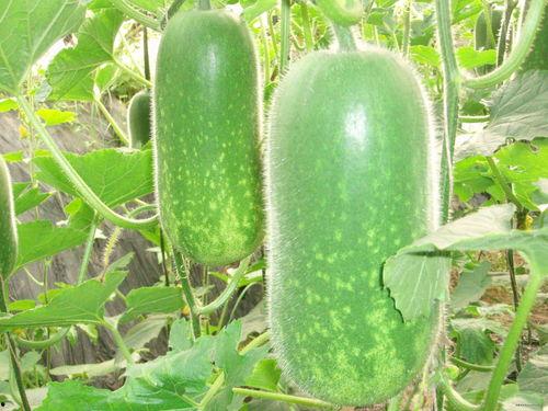 chigualo吃瓜咯,网络红人的崛起与影响力