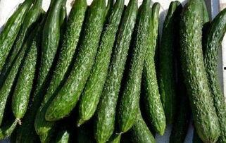 减肥吃棚瓜可以嘛,健康饮食新选择，轻松享瘦秘诀大公开”