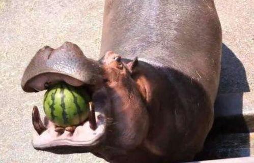 河马吃瓜手工制作,创意无限，趣味盎然的艺术体验